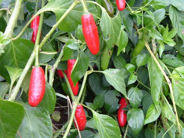 chilli